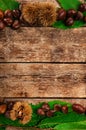 Frame of chestnuts, leaves and chestnut bur. Royalty Free Stock Photo