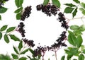 Frame of clusters fruits black elderberry, black elder, Sambucus nigra and leaves on a white background. Top view, flat lay