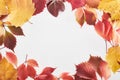 Frame of colorful red and yellow leaves of alder, maple and wild grapes isolated on white with copy space.