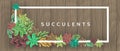 Frame with colorful succulent plants on wood background
