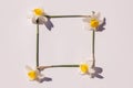 Frame of daffodil flowers on a light background. Greeting card, template. Place for inscription