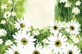 Frame with daisies flowers on green background Royalty Free Stock Photo