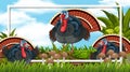 Frame design with turkeys in the woods background