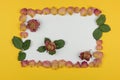 Frame of dried rose petals and green leaves on a white and yellow background for your text. three dry rosebud Royalty Free Stock Photo