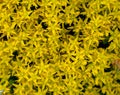 Frame Filled With Bright Yellow Stone Crop Flowers Royalty Free Stock Photo