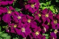 Clematis `Etoile Violette` taken in a bright sunny day can see velvety texture of deep purple petals