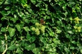 Red admiral butterfly on a flower of Hedera helix `Arborescens` woody climber. Frame filled with lush green foliage. Royalty Free Stock Photo