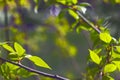 Frame of first leaves of tree in spring in rays of bright sun. Background with copy space Royalty Free Stock Photo