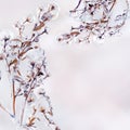Frame of flower branches covered with a layer of ice on a gentle light natural background along the contour. Royalty Free Stock Photo