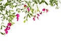 Frame with flowering pink pea shoots on a white background. Royalty Free Stock Photo