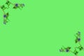 Frame of flowers Lycopsis arvensis diagonally on a green background. Royalty Free Stock Photo