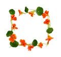 Frame of flowers and leaves of nasturtium Tropaeolum on white background with space for text. Top view, flat lay