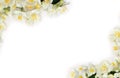 Frame of flowers of Philadelphus Mock orange, jasmine on a white background with space for text. Top view, flat lay