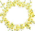 Frame of flowers of Philadelphus Mock orange on white background with space for text. Top view, flat lay