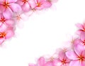 Frame of flowers, pink frangipani flower and Copy space