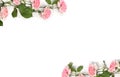Frame of flowers pink roses with leaves on a white background with space for text. Top view, flat lay Royalty Free Stock Photo