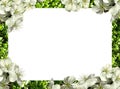 Frame of flowers. png Royalty Free Stock Photo