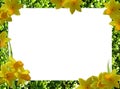 Frame of flowers. png. Royalty Free Stock Photo