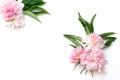 Frame from flowers on a white background. Composition of pink peonies. Flat lay, top view Royalty Free Stock Photo