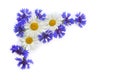 Frame of flowers white chamomiles and blue cornflowers on a white background with space for text. Top view, flat lay Royalty Free Stock Photo