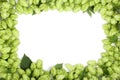 Frame of fresh green hop cones isolated on white background. Top view with copy space for your text Royalty Free Stock Photo