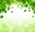 Frame of fresh green leaves of maple. Sunny spring or summer day. Awakening of nature. Cover or background for an article Royalty Free Stock Photo