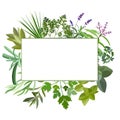Frame with fresh herbs and spices. Royalty Free Stock Photo