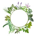 Frame with fresh herbs and spices. Royalty Free Stock Photo