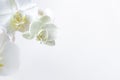 Frame of fresh white orchid on white background . Floral frame. Selective focus, concept idea design with copy space add text. Top Royalty Free Stock Photo