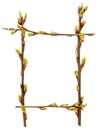 Frame fresh young budding spring branches Royalty Free Stock Photo