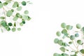 Frame of green branches, eucalyptus leaves on a white background. flat layout, top view Royalty Free Stock Photo