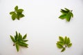 Frame of green fresh leaves.Spring frame.environment Royalty Free Stock Photo