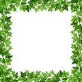 Frame with green ivy leaves. Vector illustration.