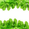 Frame from green leaves of chestnut tree Royalty Free Stock Photo