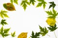 Frame from green leaves of Silver Maple tree Acer Saccharinum and other yellow leaves isolated on white background. Background Royalty Free Stock Photo