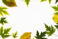 Frame from green leaves of Silver Maple tree Acer Saccharinum and other yellow leaves isolated on white background. Background Royalty Free Stock Photo