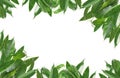 Frame of green mango leaves Royalty Free Stock Photo