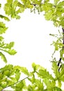 Frame of green oak leafage;
