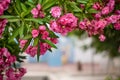 Frame from a hanging branch of a blooming pink flowers of oleander tree with green foliage Royalty Free Stock Photo