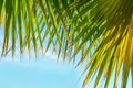 Frame from Hanging Large Round Spiky Palm Tree Leaves on Clear Blue Sky Background. Golden Sun Light. Tropical Vacation Traveling Royalty Free Stock Photo