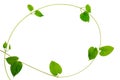 Frame of heart-shaped green leaf vine on white background Royalty Free Stock Photo