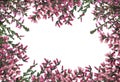 Frame of heather branches with beautiful flowers on white background, top view. Space for text