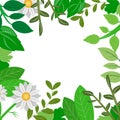 Frame of herbal plants vector illustration design Royalty Free Stock Photo