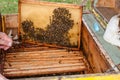 Frame with honeycomb with bees in the opened beehive Royalty Free Stock Photo