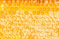 Frame with honeycomb full of honey