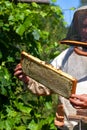 Frame with honeycombs with honey in the beekeeper's hands Royalty Free Stock Photo