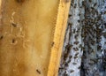 A frame with honeycombs of honey bees stands near a tree