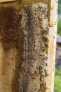 Frame with honeycombs. Some honeycombs are open and filled with honey. Some honeycombs are covered with wax