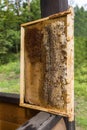 Frame with honeycombs. Some honeycombs are open and filled with honey. Some honeycombs are covered with wax
