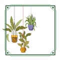 Frame with houseplants on macrame hangers